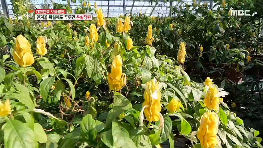 한겨울에도 1년 내내 꽃이 핀다고?! 新 데이트 장소 '온실 정원'