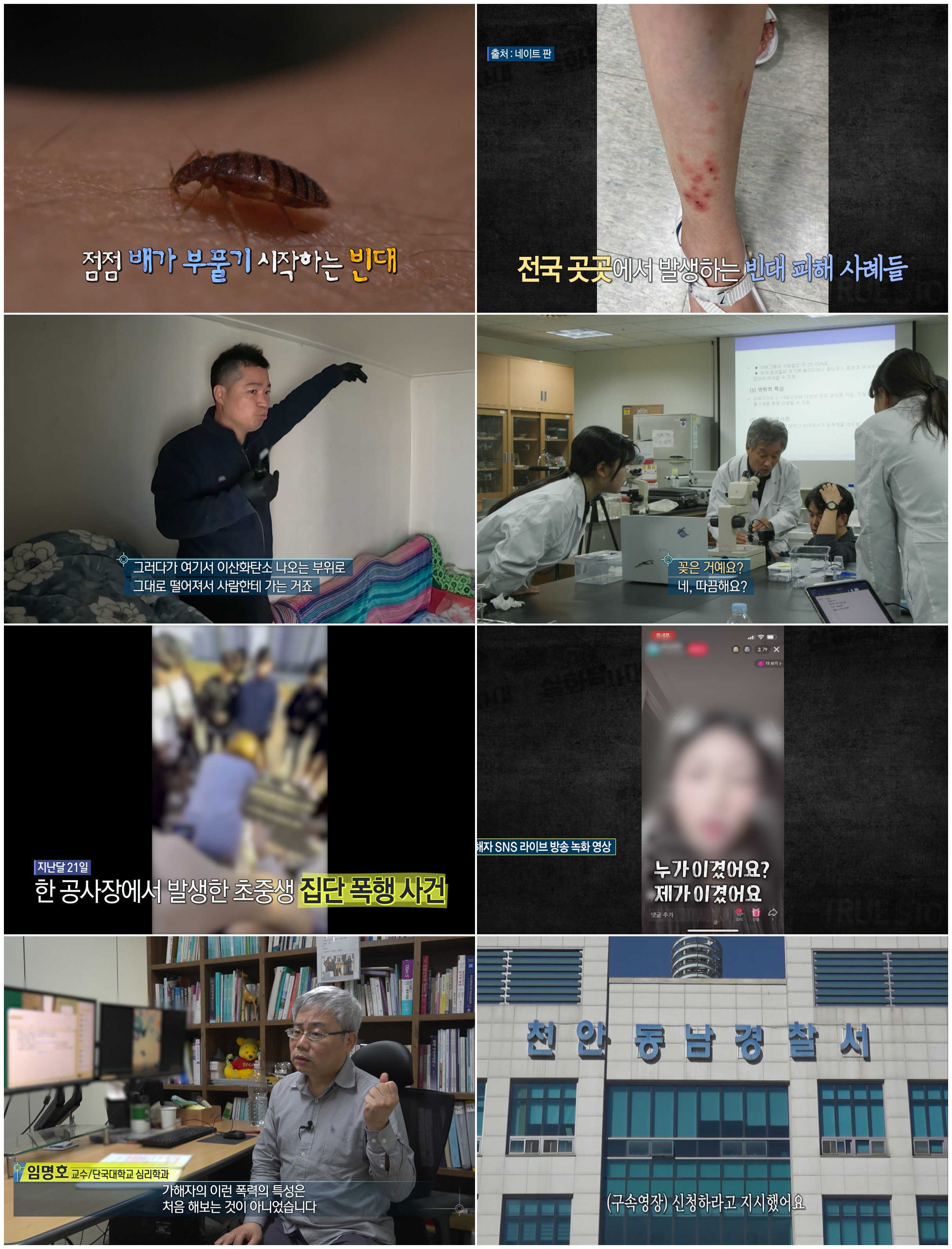 '연쇄흡혈마' 빈대 추적기…살아있는 빈대의 민낯을 밝히다(실화탐사대)