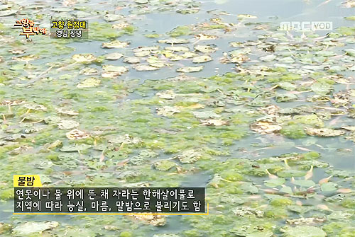 물속에서 건진 귀한 보물 물밤!