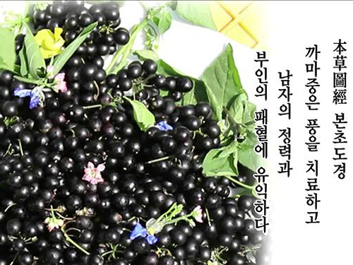 갱년기 여성이 꼭 먹어야 하는 “까만 열매”